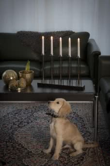 LED Metallleuchter sw/messing   3521-780 