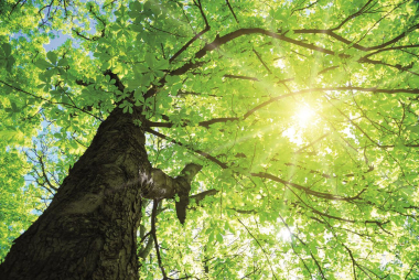 DOTLUX Motivplatte SKYLIGHT M01-01010620 