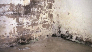 BEKO TecLine Schimmelentferner   2999500 