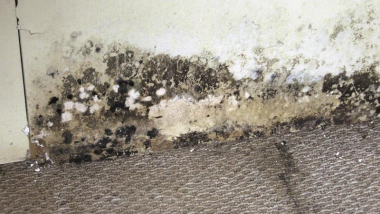 BEKO TecLine Schimmelentferner   2999500 