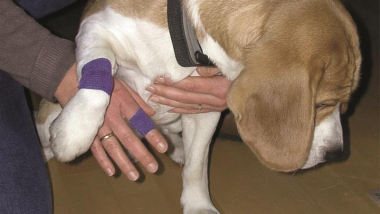 BEKO CareLine Wund-              2908002 