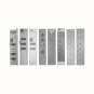 EATON DILER-40 230V50/60Hz        052725 
