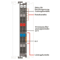 WAGO 750-624/040-001 Feldeinspeisefilter 