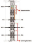 WAGO 753-655 AS-Interface-Master, 